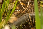 Tiermotive